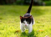 开云APP-横跨大洋的表演赛，当霍勒迪在乌鲁木齐冰封末节