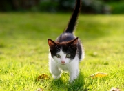 开云APP-横跨大洋的表演赛，当霍勒迪在乌鲁木齐冰封末节