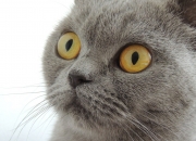 开云体育官网-亚洲之光闪耀大洋洲，久保建英独造三球撕裂墨西哥