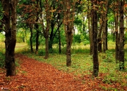 开云sport-双重悬念夜，德甲争冠史诗绝平，NBA加时见证神迹