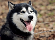 开云体育-利剑出鞘，布伦森狂飙40+率开拓者正面击溃北境之王