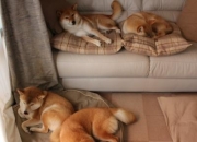 开云体育APP下载-欧文单节19分导演进攻狂潮 篮网三分钟海啸冲垮马刺