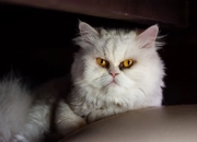 开云-伦纳德火力全开！勇士连续得分筑起防守壁垒，上海队难挽败局