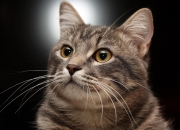 开云官网-恩比德关键一投定胜局，雄鹿节奏掌控力压吉林队