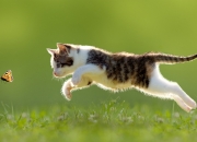 开云APP-范弗利特指挥交响乐，凯尔特人节奏碾压热火，战略压制奏效