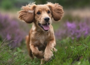 开云下载-从孤军突袭到战术枢纽，英格拉姆的蜕变之夜引领开拓者狂胜猛龙