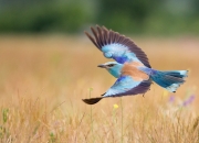 开云APP-冰川与鸢尾花的对决，2026世界杯史诗之战，芬兰用森林魔法淘汰佛罗伦萨