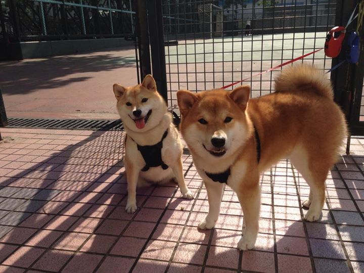 战神再临！卢卡库进攻端无人可挡，罗马争冠战险胜巴西军团