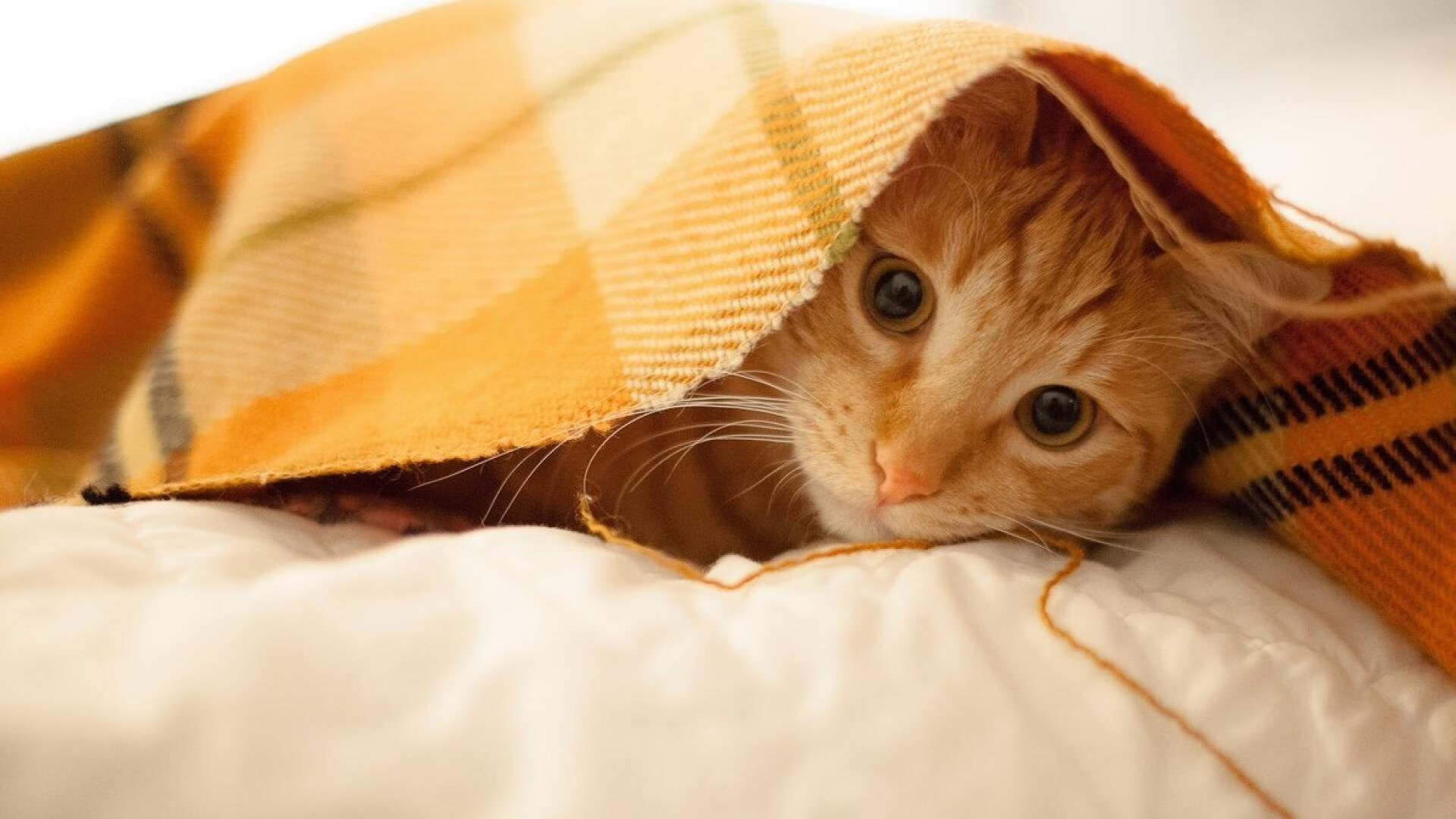 东方节奏与红黑智慧，阿拉巴如何成为AC米兰掌控韩国之匙