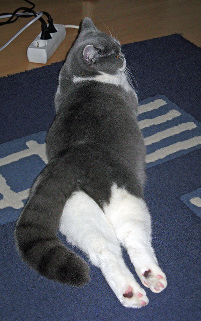 终极比喻，当F1街道赛的瞬时反应遇上辽宁队的节奏掌控