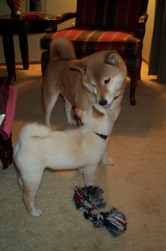 绿茵闪电战与篮下风暴，欧冠决赛的节奏如何诠释篮网一波带走的艺术