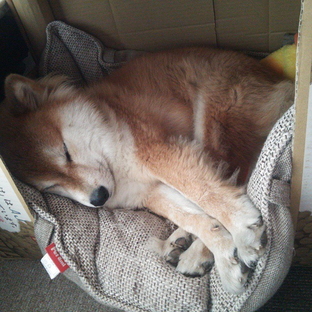 唯一性，巨网捕猎夜，武切维奇是那面突破叹息之墙的重锤