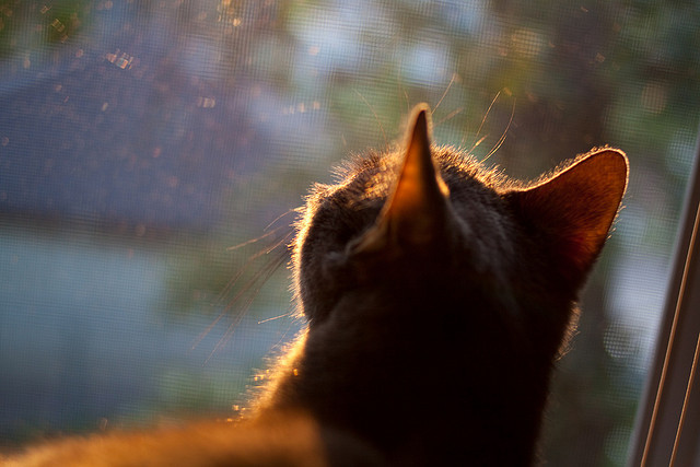 跨界魔幻现实主义，当NBA季后赛遇上勒沃库森封锁新西兰