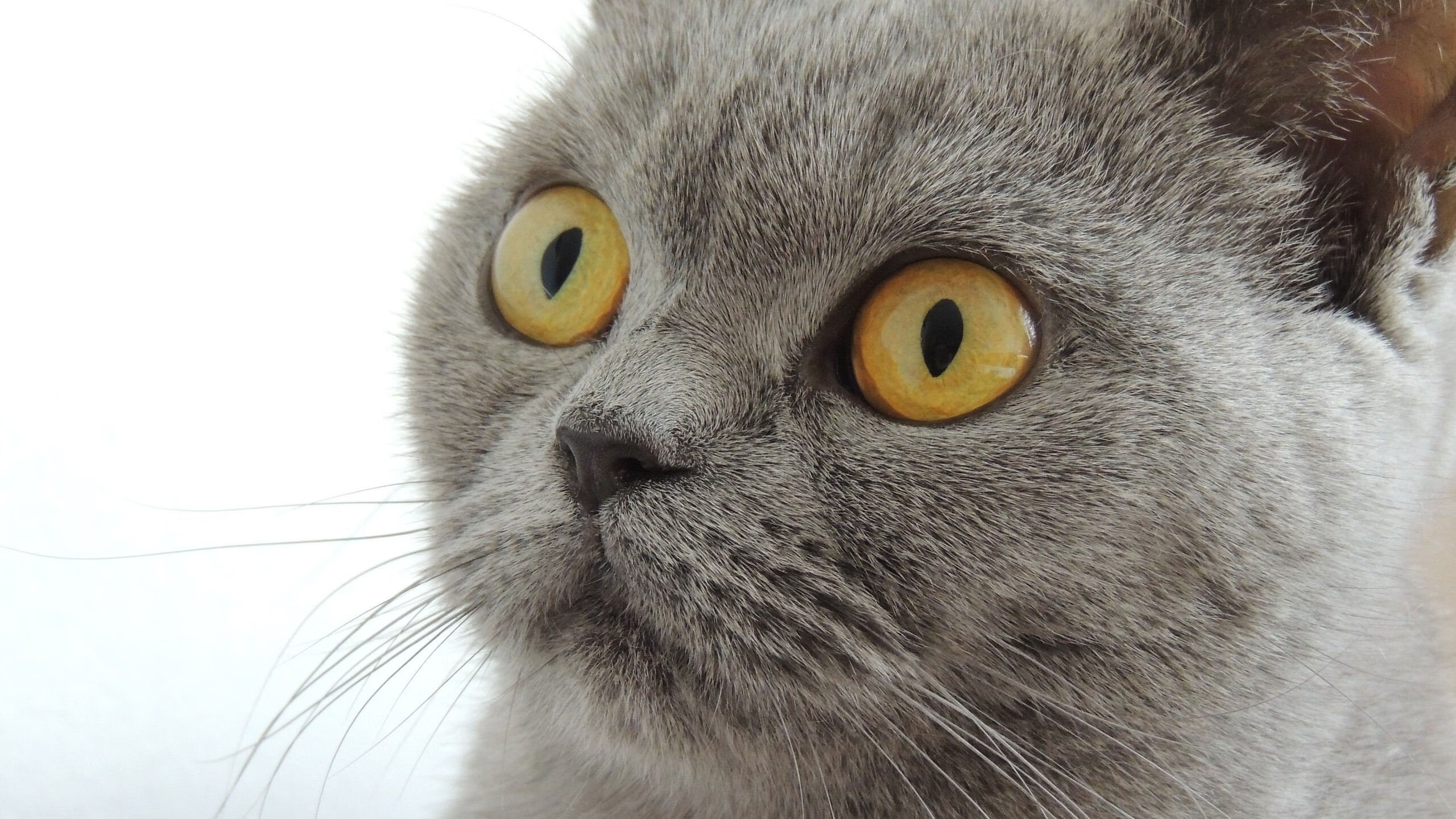 亚洲之光闪耀大洋洲，久保建英独造三球撕裂墨西哥