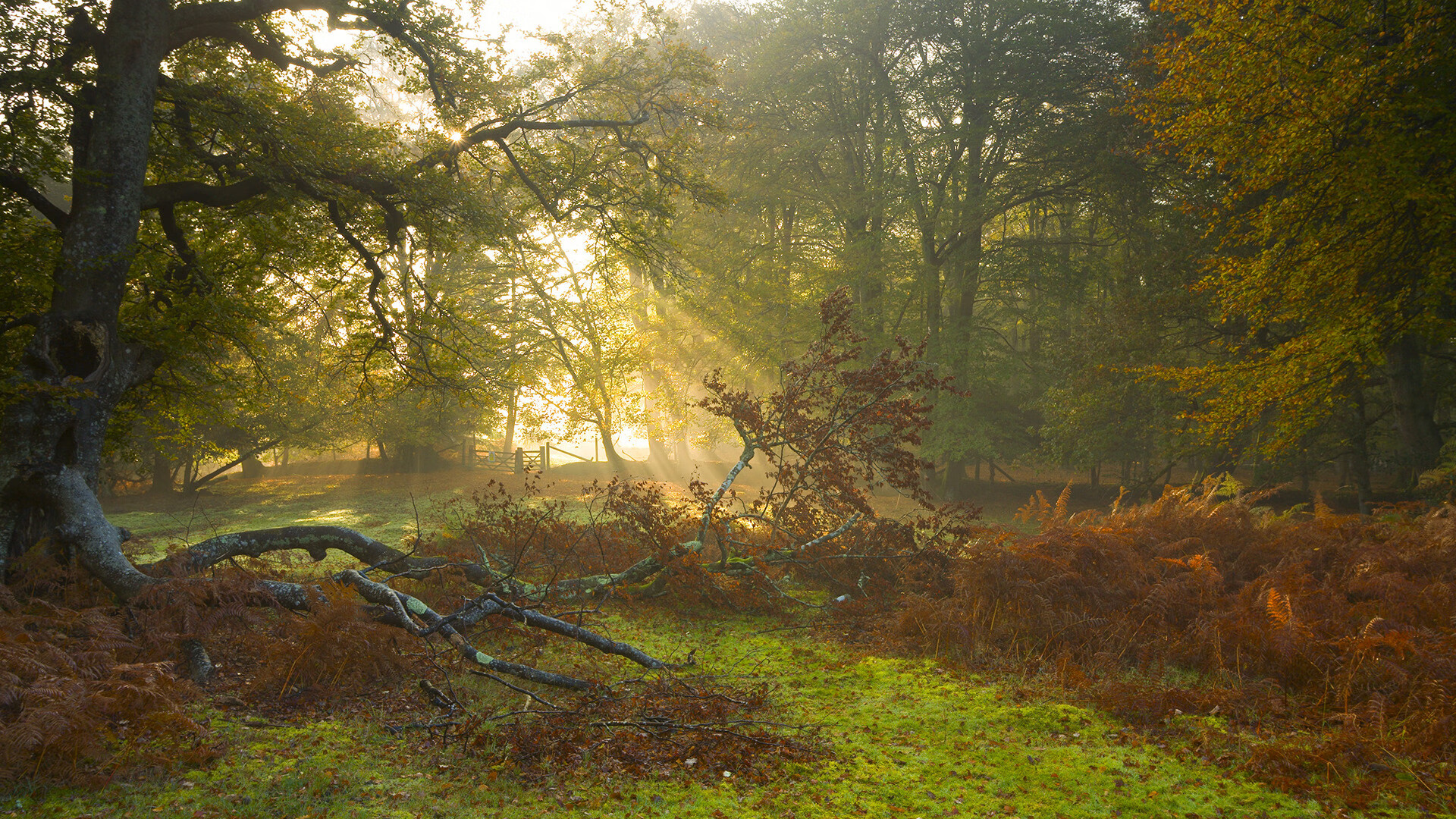 极速弯道与团队超车，F1街道赛的精准艺术如何映照步行者淘汰老鹰