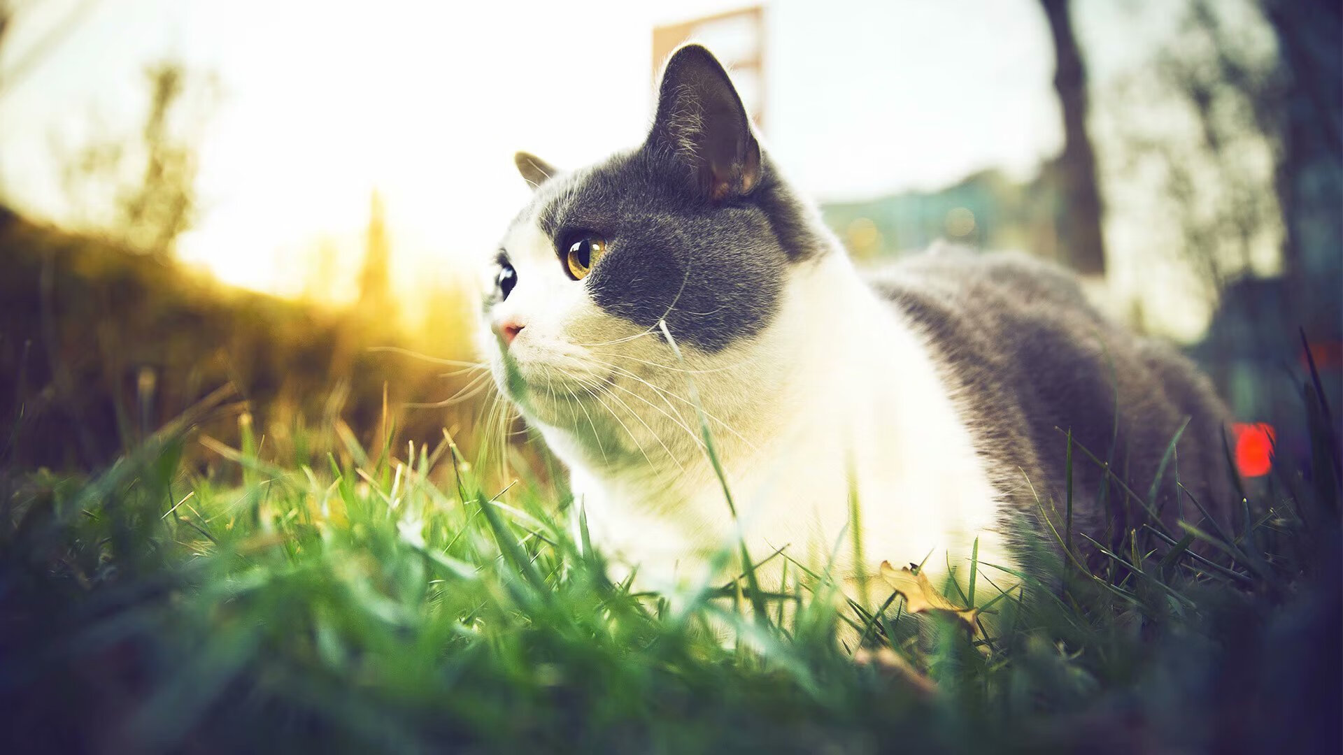 铁血长城，马竞在诺坎普抢七战中的意志胜利