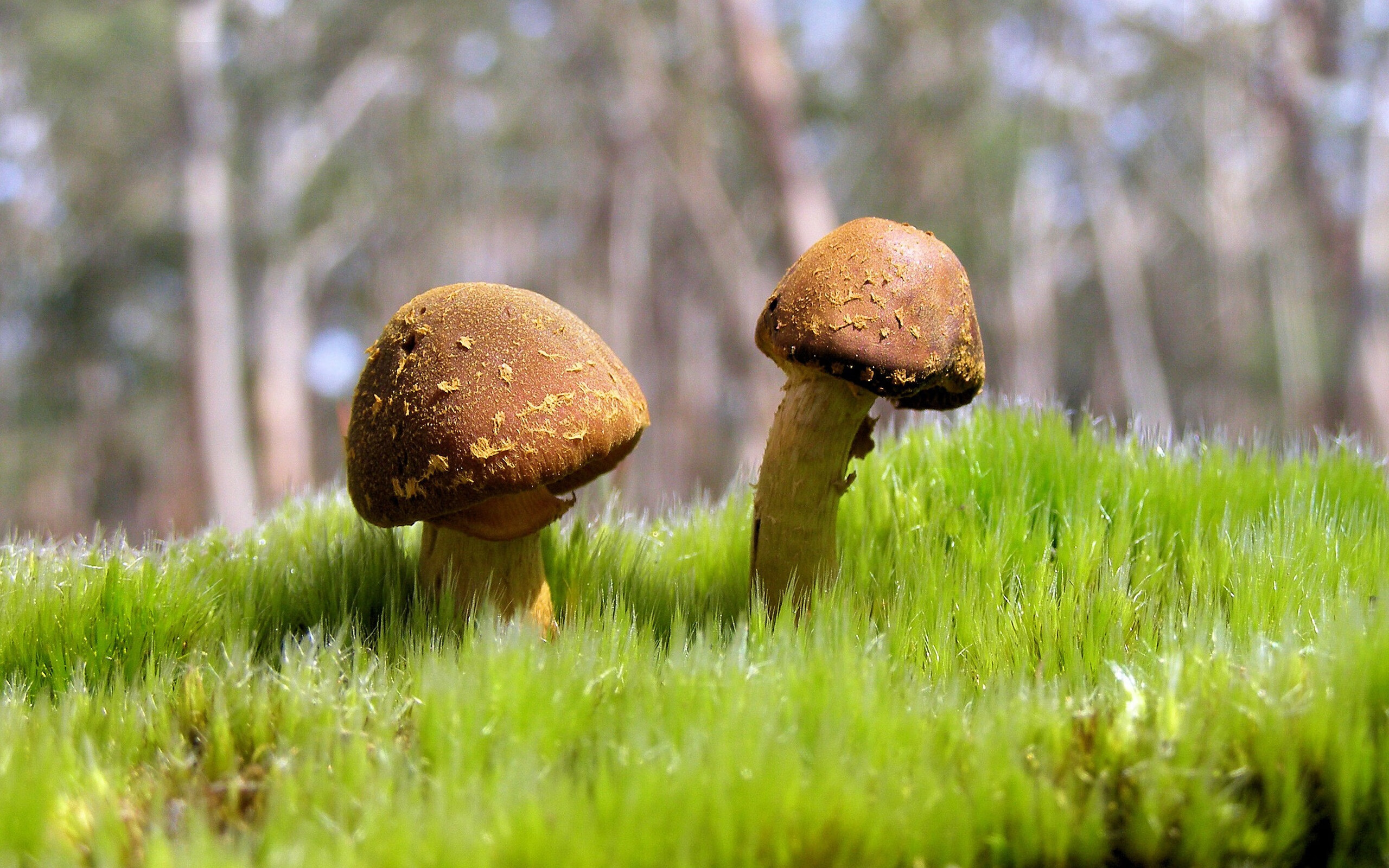 萨拉赫硬仗之王,多特蒙德对阵摩纳哥的启示