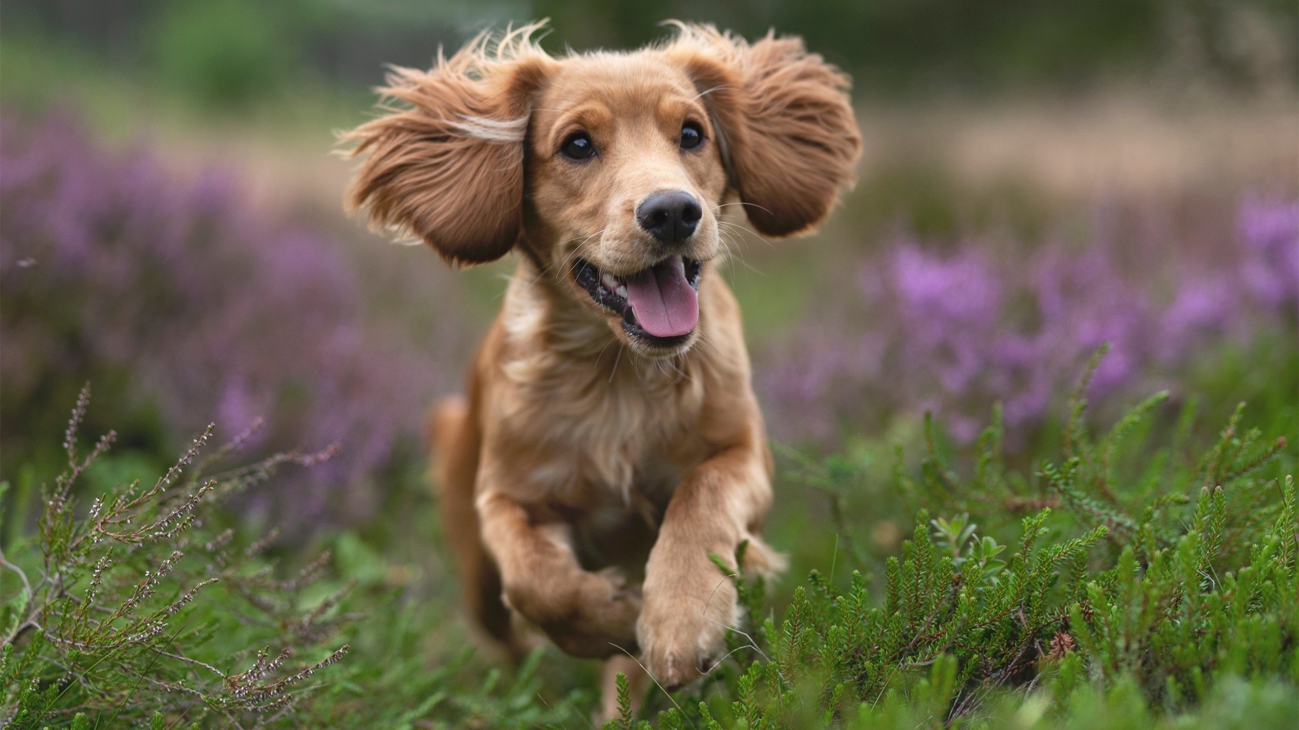 当萨莫色雷斯的胜利女神遇见萨莫拉，劳塔罗的全面性爆炸与塞内加尔掀翻希腊神话