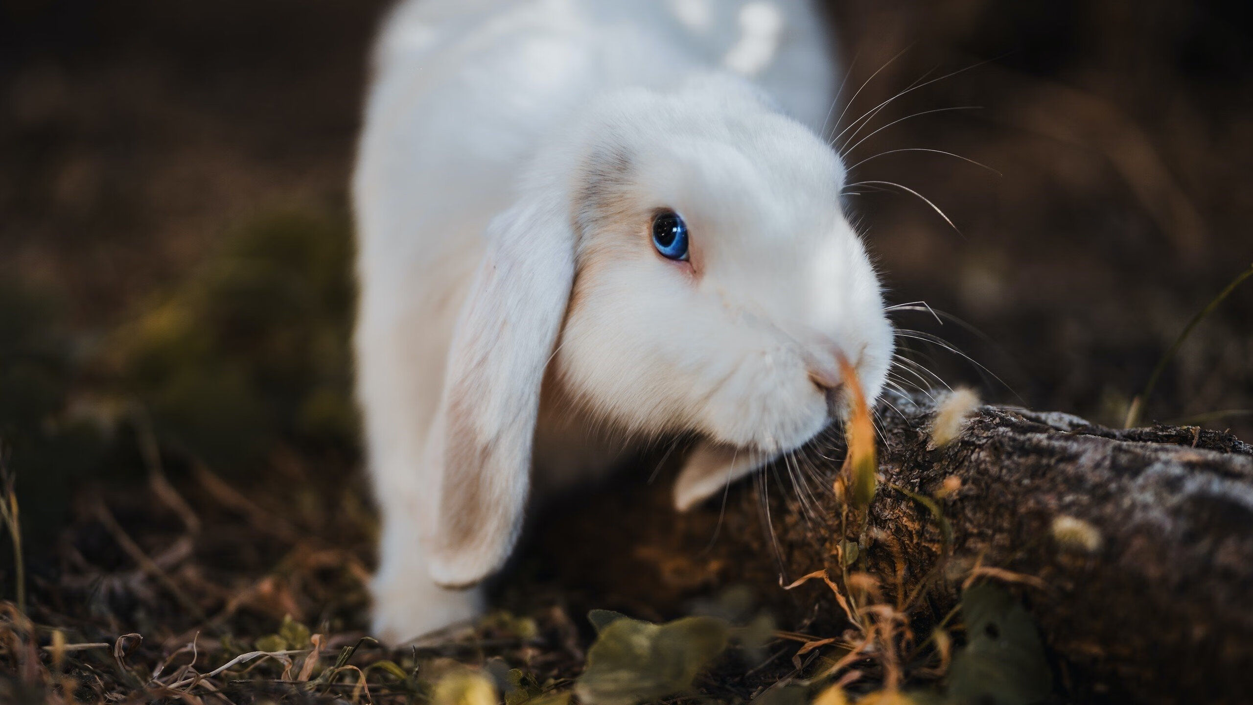 命运交错的绿茵场，布雷默爆发与克罗地亚的传奇胜利