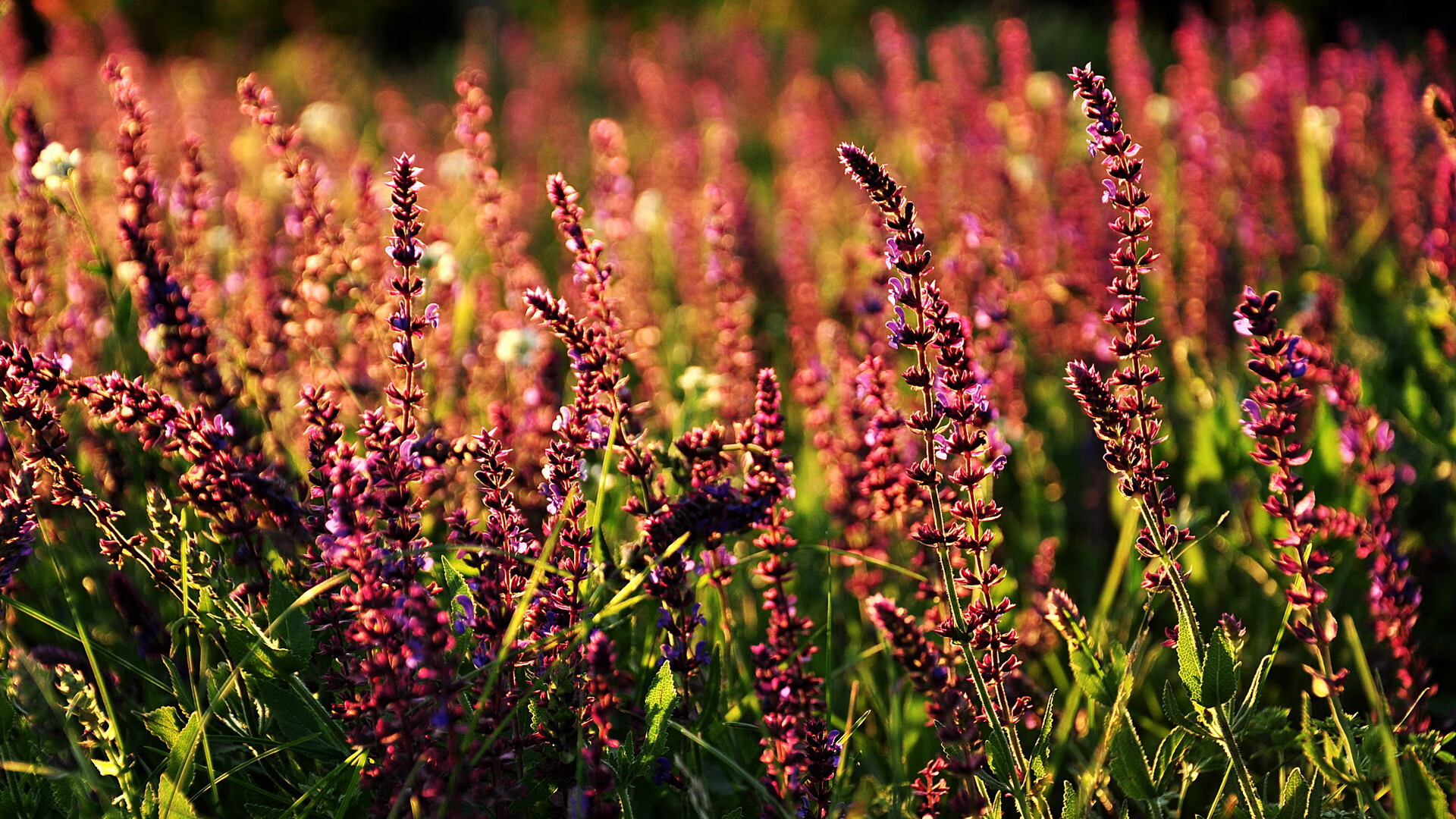 冰封天山，狼王咆哮，爱德华兹的嗜血锁链与新疆队的窒息之夜