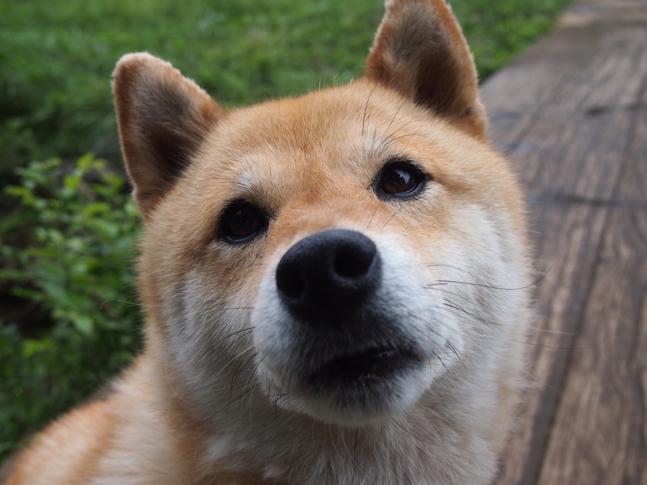绿茵火药桶，当克瓦拉茨赫利亚点燃欧洲，沙特用战术终结了喀麦隆的时代