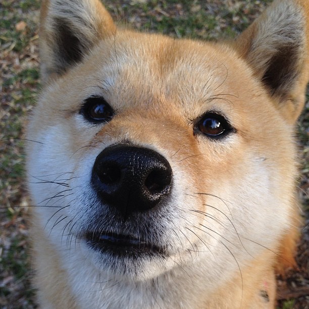 绿茵场与外交场，西甲德比映射的法尼地缘棋局