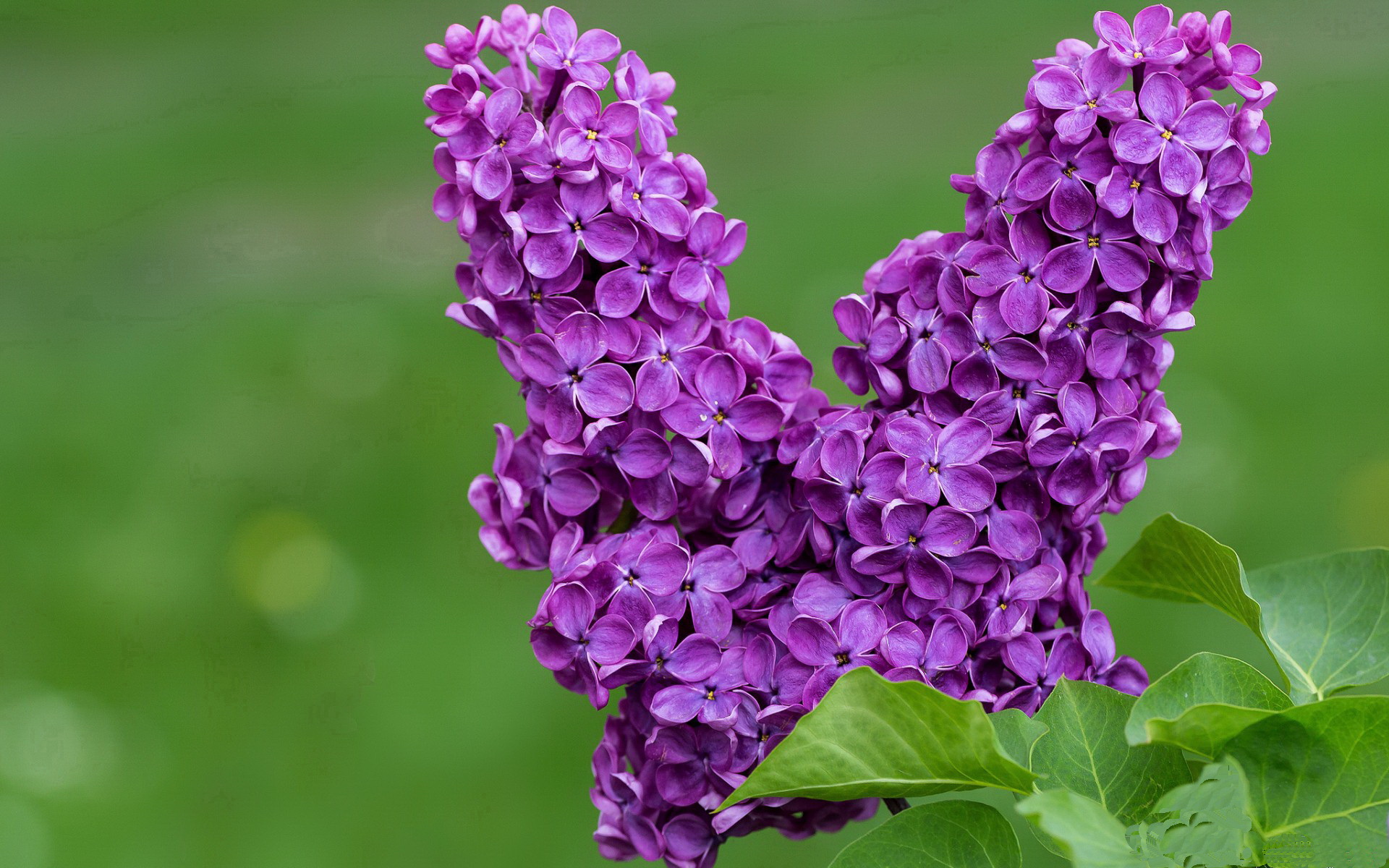 巴黎前夜的重磅预演，波兰铁骑如何打穿排球皇马的神话防线