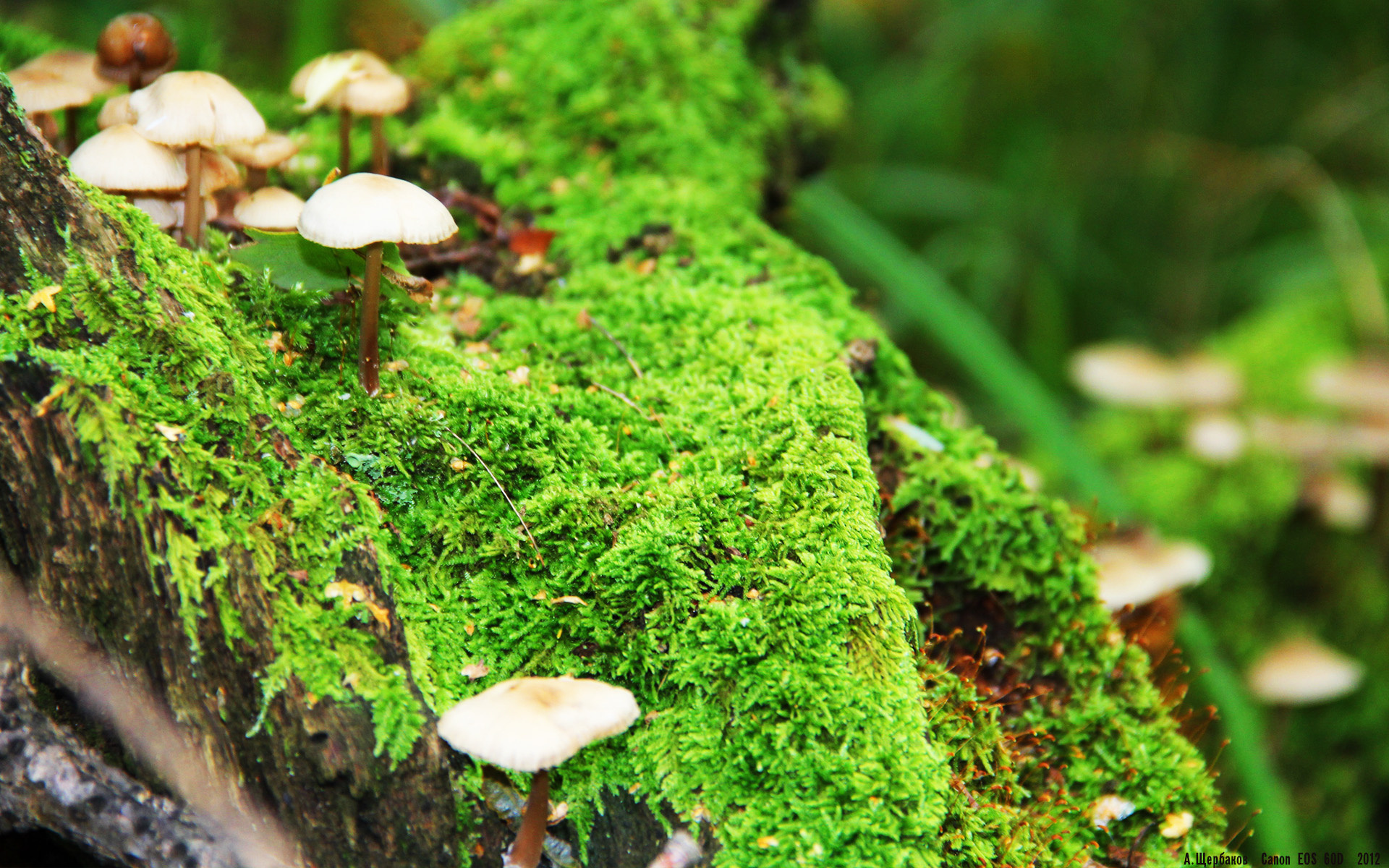 西亚卡姆双塔围剿中轰36分，步行者客场掀翻西部第一