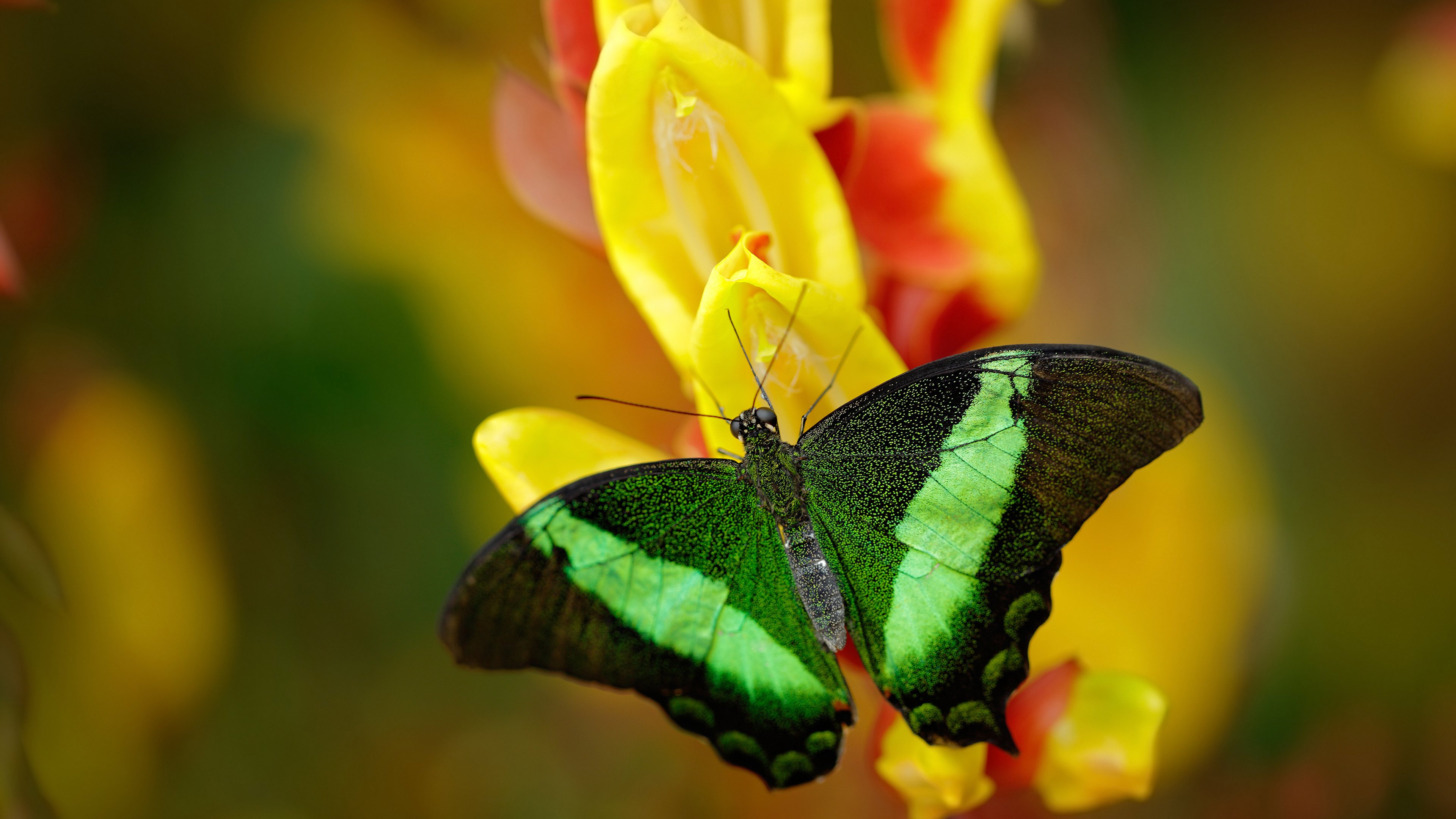丝绸与利刃，当迪亚斯的舞步撕开防线，迪马利亚的匕首已悄然出鞘