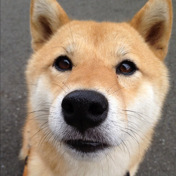 星尘为弦，东契奇拨动逆转序曲，独行侠撕裂太阳的光辉纪元