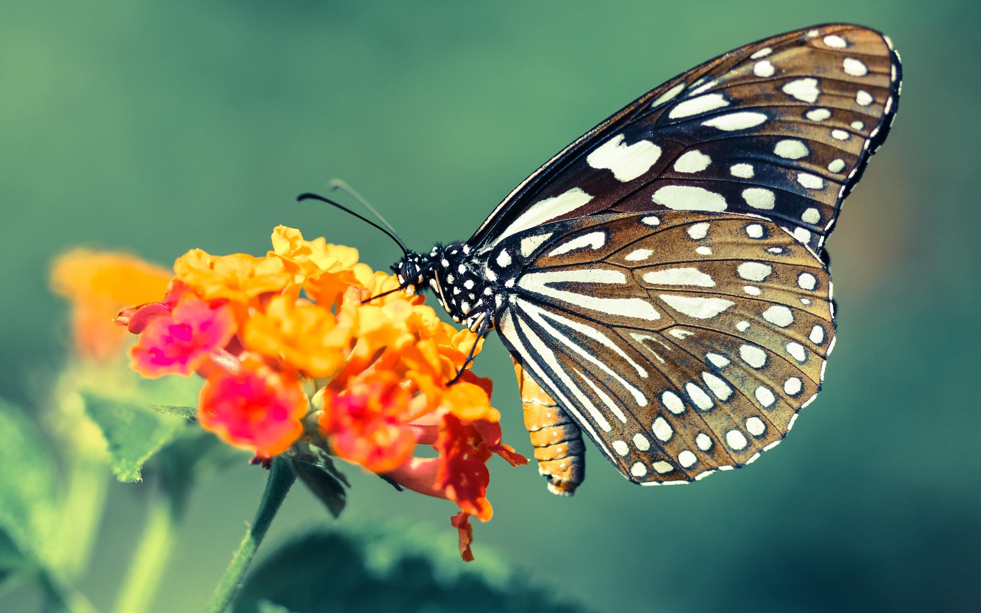 恩比德关键一投定胜局，雄鹿节奏掌控力压吉林队